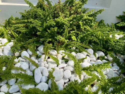 hsn-pebble-snow-white-landscape-exterior-modern-garden