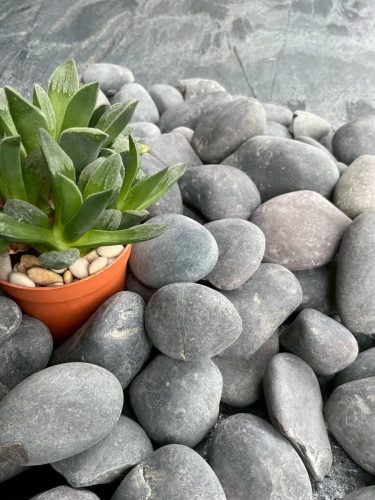 hsn-pebble-wash-black-decoration-plant-top-view