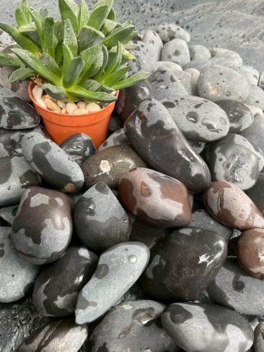 hsn-pebble-wash-black-decoration-plant-wet-splashes